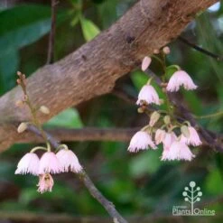 Elaeocarpus Prima Donna - Blueberry Ash 16 Elaeocarpus Prima Donna - Blueberry Ash -Plant Sale Store apo prima donna elaeocarpus flowers 1