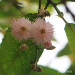 Elaeocarpus Prima Donna - Blueberry Ash 23 Elaeocarpus Prima Donna - Blueberry Ash -Plant Sale Store apo prima donna flower beneath 1