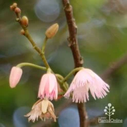 Elaeocarpus Prima Donna - Blueberry Ash 19 Elaeocarpus Prima Donna - Blueberry Ash -Plant Sale Store apo prima donna flower stages 1