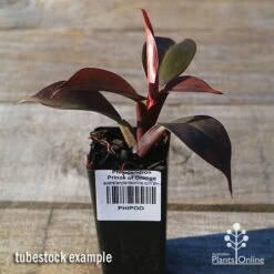 Philodendron Prince Of Orange 12 Philodendron Prince Of Orange -Plant Sale Store apo prince of orange philo tubestock2