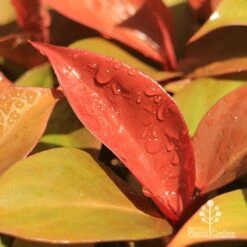 Philodendron Prince Of Orange 11 Philodendron Prince Of Orange -Plant Sale Store apo prince of orange philodendron colours