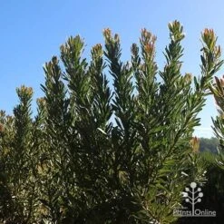 Protea Pink Ice 22 Protea Pink Ice -Plant Sale Store apo protea bushes at farm