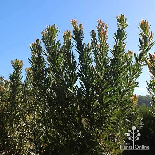 Protea Pink Ice 10 Protea Pink Ice - Image 8