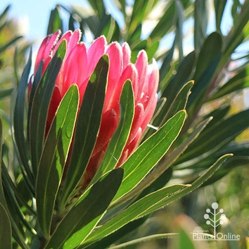 Protea Pink Ice 4 Protea Pink Ice - Image 2