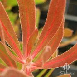 Protea Pink Ice 21 Protea Pink Ice -Plant Sale Store apo protea pink ice leaf vein colour