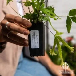 Pteris - Slender Brake Fern 20 Pteris - Slender Brake Fern -Plant Sale Store apo pteris tube 1