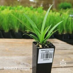 Plant Sale Store -Plant Sale Store apo purple cloud agapanthus tubestock