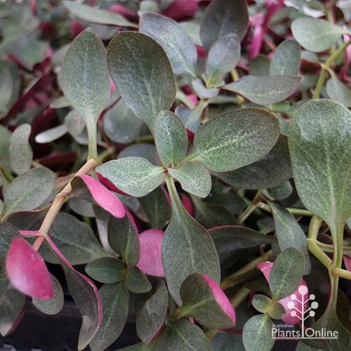 Crassula Purple Dragon - Fairy Crassula 4 Crassula Purple Dragon - Fairy Crassula - Image 2