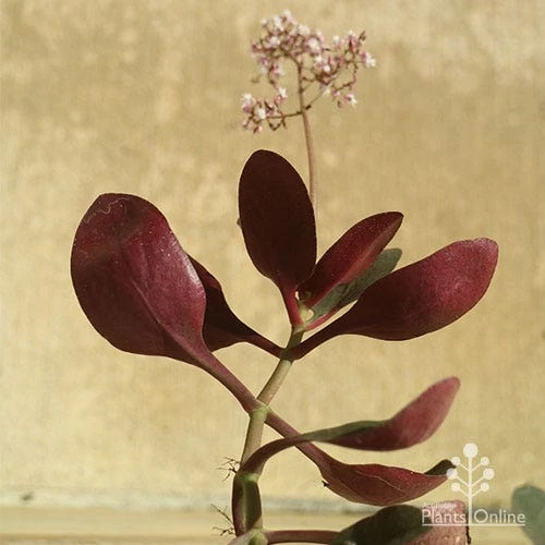 Crassula Purple Dragon - Fairy Crassula 9 Crassula Purple Dragon - Fairy Crassula - Image 7