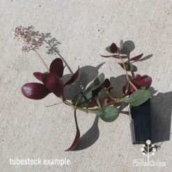 Crassula Purple Dragon - Fairy Crassula 12 Crassula Purple Dragon - Fairy Crassula -Plant Sale Store apo purple dragon tubestock august