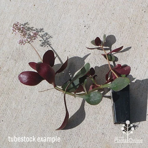 Crassula Purple Dragon - Fairy Crassula 5 Crassula Purple Dragon - Fairy Crassula - Image 3