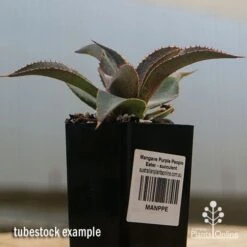 Mangave Purple People Eater - Succulent 11 Mangave Purple People Eater - Succulent -Plant Sale Store apo purple people eater tubestock