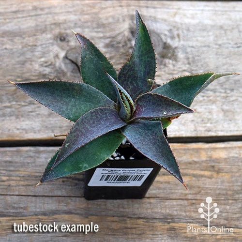 Mangave Purple People Eater - Succulent 4 Mangave Purple People Eater - Succulent - Image 2