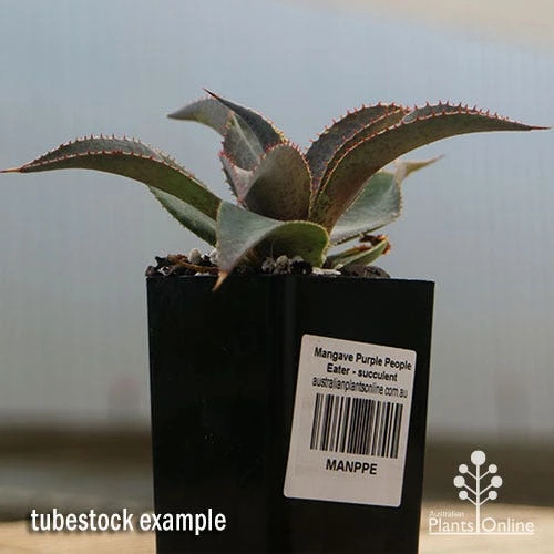 Mangave Purple People Eater - Succulent 6 Mangave Purple People Eater - Succulent - Image 4