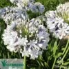 Agapanthus Queen Mum 1 Agapanthus Queen Mum -Plant Sale Store apo queen mum flower close