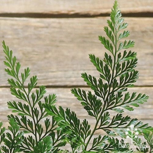 Humata - Rabbit's Foot Fern 4 Humata - Rabbit's Foot Fern - Image 2