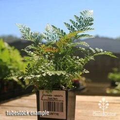 Humata - Rabbit's Foot Fern 20 Humata - Rabbit's Foot Fern -Plant Sale Store apo rabbits foot fern tubestock 1