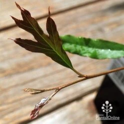 Grevillea Raptor -Plant Sale Store apo raptor leaf colour