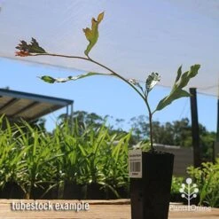 Grevillea Raptor -Plant Sale Store apo raptor tubestock