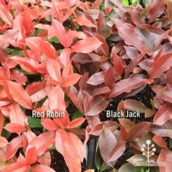 Photinia Black Jack 26 Photinia Black Jack -Plant Sale Store apo red robin black jack compare