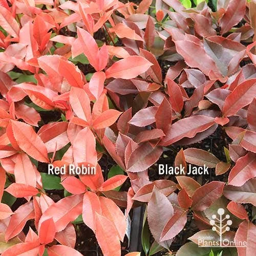 Photinia Black Jack 14 Photinia Black Jack - Image 12