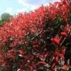 Photinia Red Robin 2 Photinia Red Robin -Plant Sale Store apo red robin hedge nursery2