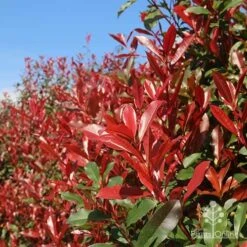 Photinia Red Robin -Plant Sale Store apo red robin hedge nursery 1