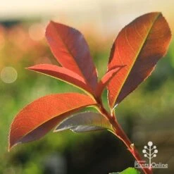 Photinia Red Robin -Plant Sale Store apo red robin new leaves backlit