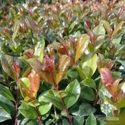 Syzygium Resilience - Lilly Pilly -Plant Sale Store apo resilience new leaf colour