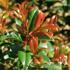 Syzygium Resilience - Lilly Pilly -Plant Sale Store apo resilience new orange leaf