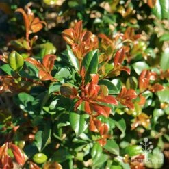 Syzygium Resilience - Lilly Pilly -Plant Sale Store apo resilience winter