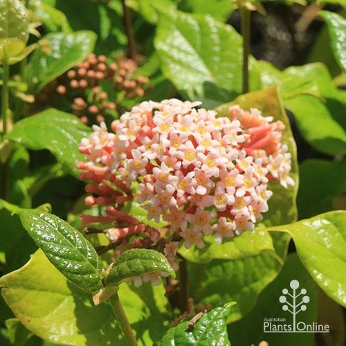 Rondeletia Amoena 3 Rondeletia Amoena