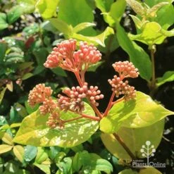 Rondeletia Amoena 39 Rondeletia Amoena -Plant Sale Store apo rondeletia amoena buds july