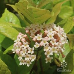 Rondeletia Amoena 33 Rondeletia Amoena -Plant Sale Store apo rondeletia amoena flower