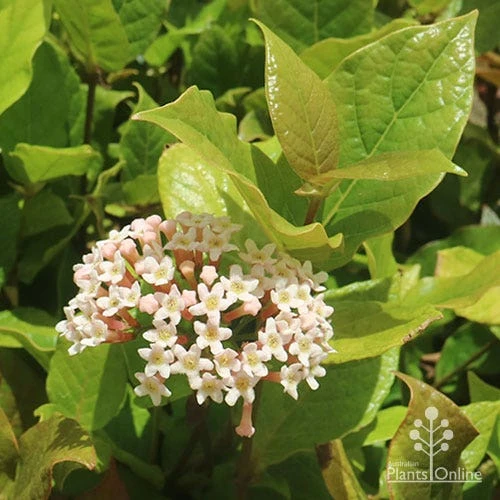 Rondeletia Amoena 18 Rondeletia Amoena - Image 16