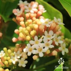 Rondeletia Amoena 32 Rondeletia Amoena -Plant Sale Store apo rondeletia amoena flowers closeup