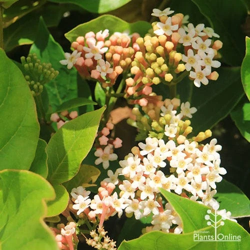 Rondeletia Amoena 13 Rondeletia Amoena - Image 11