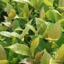 Rondeletia Amoena 28 Rondeletia Amoena -Plant Sale Store apo rondeletia amoena foliage