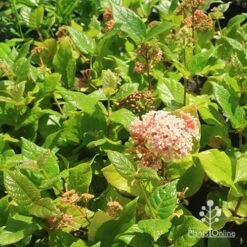 Rondeletia Amoena 35 Rondeletia Amoena -Plant Sale Store apo rondeletia amoena plants