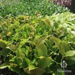 Rondeletia Amoena 38 Rondeletia Amoena -Plant Sale Store apo rondeletia amoena tubestock plants