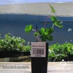 Geranium Rozanne -Plant Sale Store apo rozanne tubestock