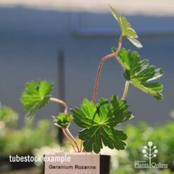 Geranium Rozanne -Plant Sale Store apo rozanne tubestock closer