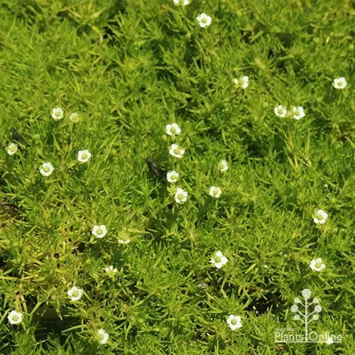 Sagina Subulata Aurea – Scotch Moss 6 Sagina Subulata Aurea – Scotch Moss - Image 4