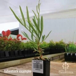 Grevillea Sandra Gordon -Plant Sale Store apo sandra gordon grevillea tubestock