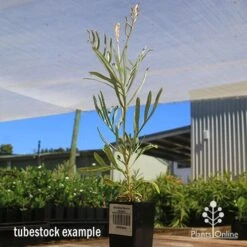 Grevillea Sandra Gordon -Plant Sale Store apo sandra gordon grevillea tubestock 1