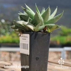 Haworthia Savanna - Succulent 15 Haworthia Savanna - Succulent -Plant Sale Store apo savanna and pups