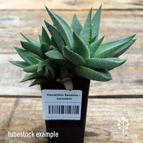 Haworthia Savanna - Succulent 3 Haworthia Savanna - Succulent