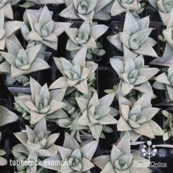 Haworthia Savanna - Succulent 12 Haworthia Savanna - Succulent -Plant Sale Store apo savanna tubestocks