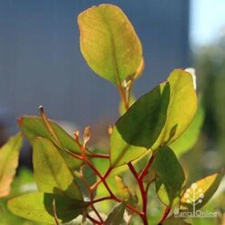Eucalyptus Summer Scentsation - Flowering Gum 13 Eucalyptus Summer Scentsation - Flowering Gum -Plant Sale Store apo scentsation gum red stems
