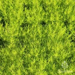 Sagina Subulata Aurea – Scotch Moss 23 Sagina Subulata Aurea – Scotch Moss -Plant Sale Store apo scotch moss carpet